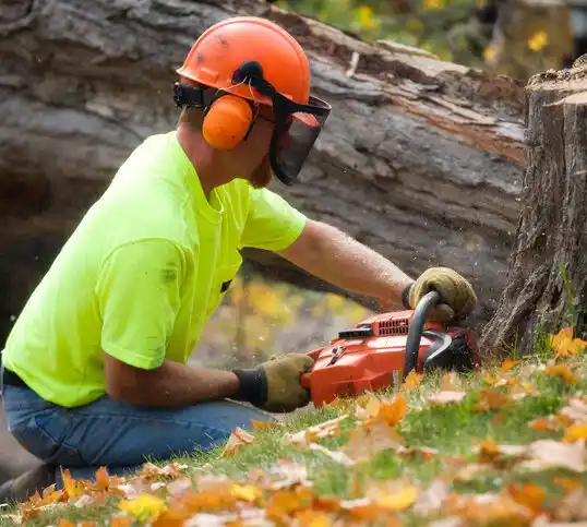 tree services Glen Cove